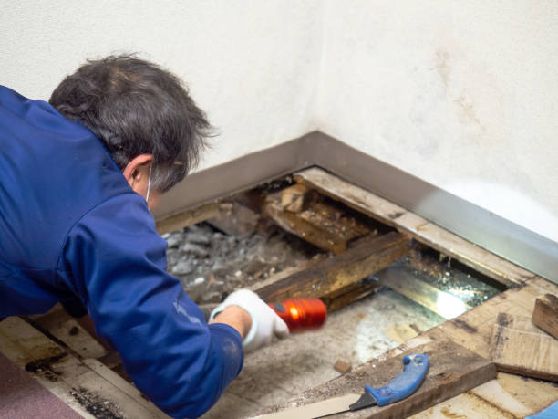  Cypress, CA Mold Removal Pros