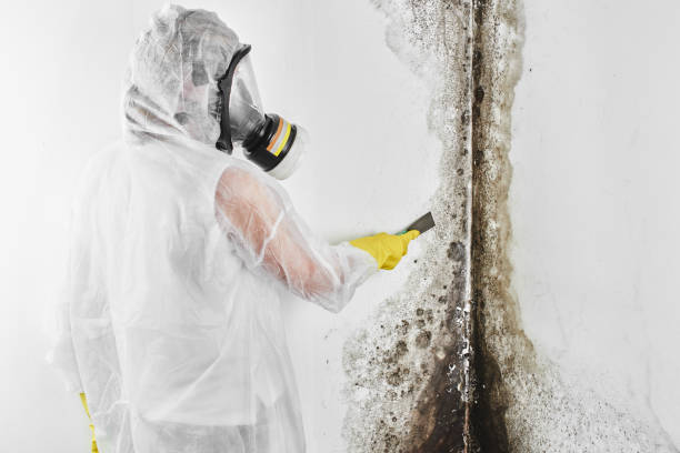 Best Residential Mold Removal  in Cypress, CA