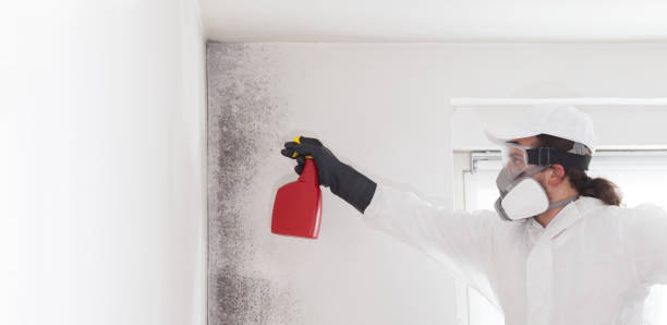 Best Mold Inspection  in Cypress, CA