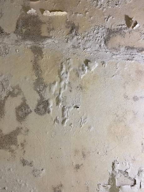 Best Black Mold Removal  in Cypress, CA