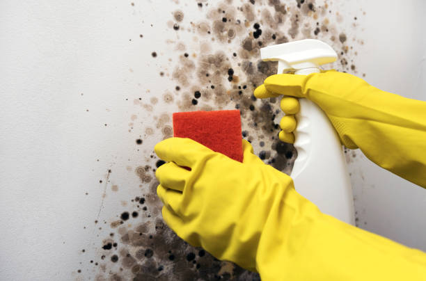 Best Commercial Mold Removal  in Cypress, CA