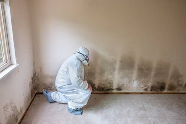 Best Mold Remediation  in Cypress, CA