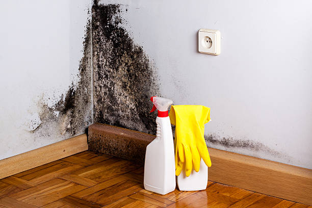 Best Office Mold Removal Services  in Cypress, CA