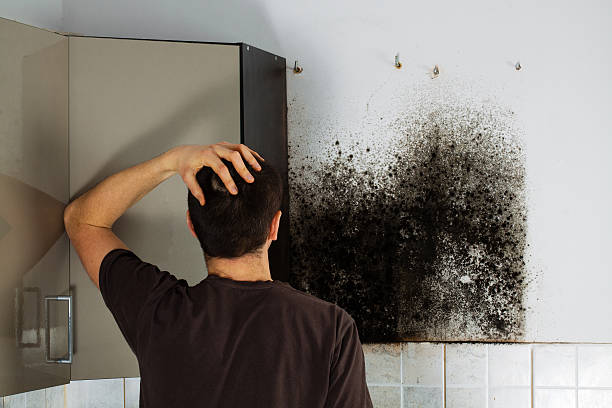 Best Professional Mold Removal  in Cypress, CA