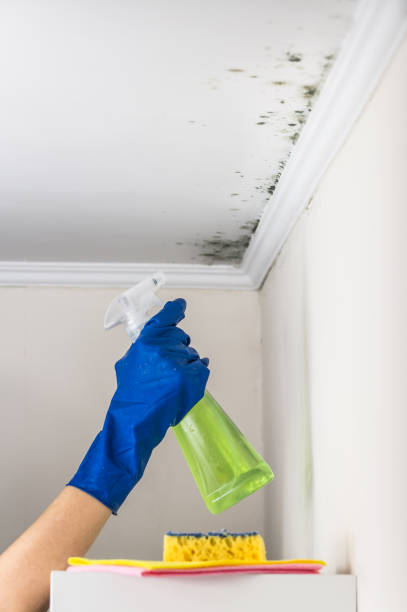 Best Local Mold Removal Service  in Cypress, CA