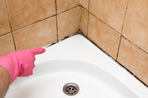 Best Mold Testing and Removal  in Cypress, CA