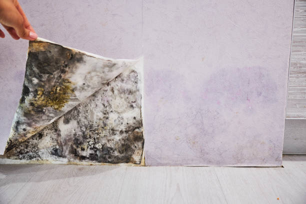 Trusted Cypress, CA Mold Removal Experts